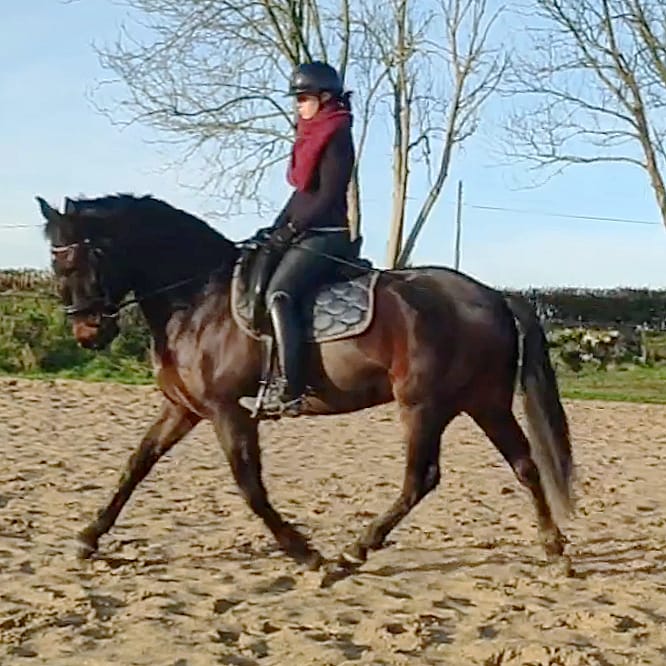 tonte cheval ebook le travail des bases en dressage