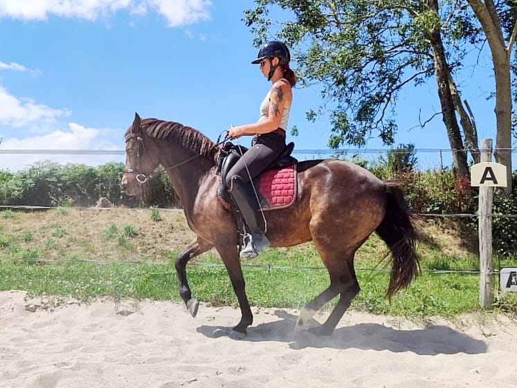 travail du cheval travail du cheval marie turillon