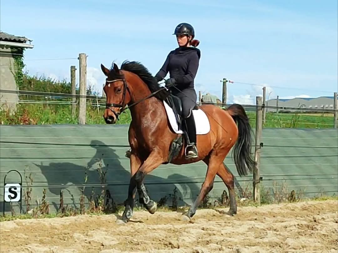 débourrage debourrage finistère