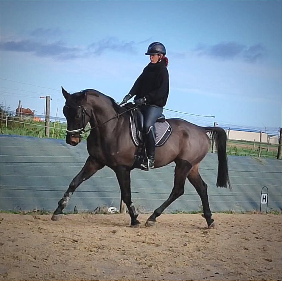 dressage marie turillon